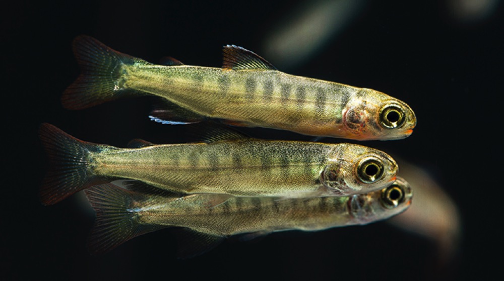 Smolt Coho.jpg